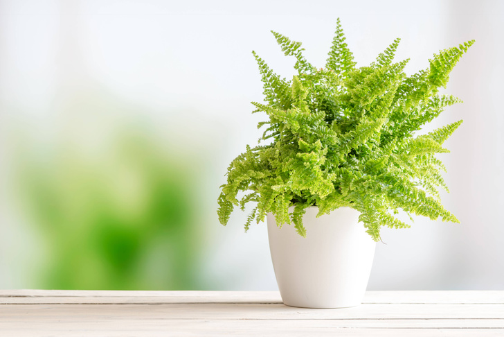 10 комнатных растений, которые лучше всего очищают воздух