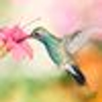 Аватарка Nika