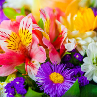 Аватарка mal.sloniki