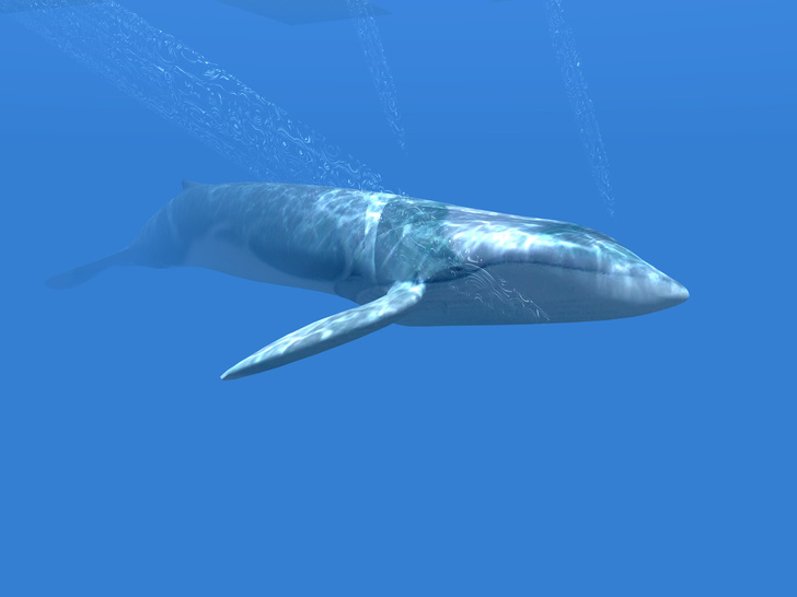 Ученые обнаружили новую популяцию синих китов