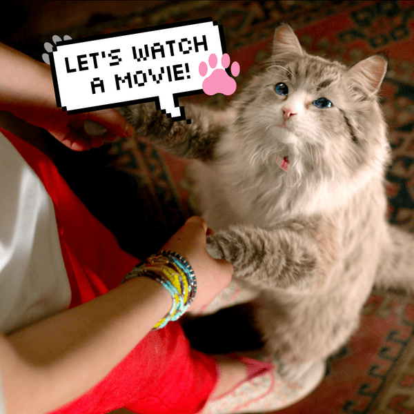 Очень весенние фильмы про кошек, от которых ты сама замурлыкаешь 🐾