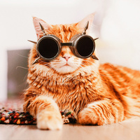 Аватарка КотШрёдингера