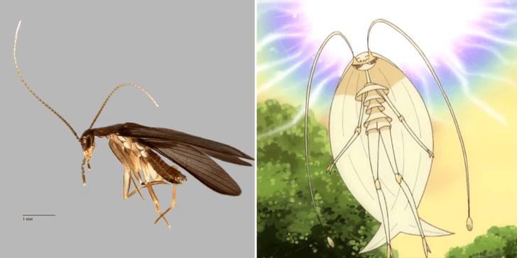 Любящий ночь: посмотрите на безобидного таракана, которого назвали в честь покемона