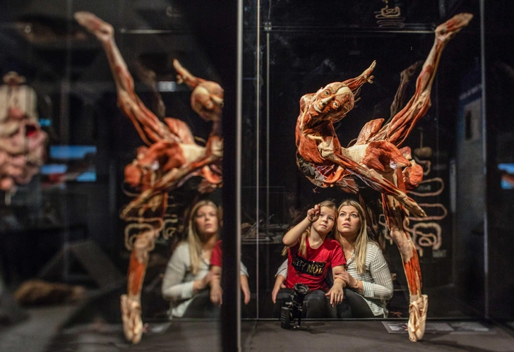 В Россию приезжает всемирно известная выставка BODY WORLDS