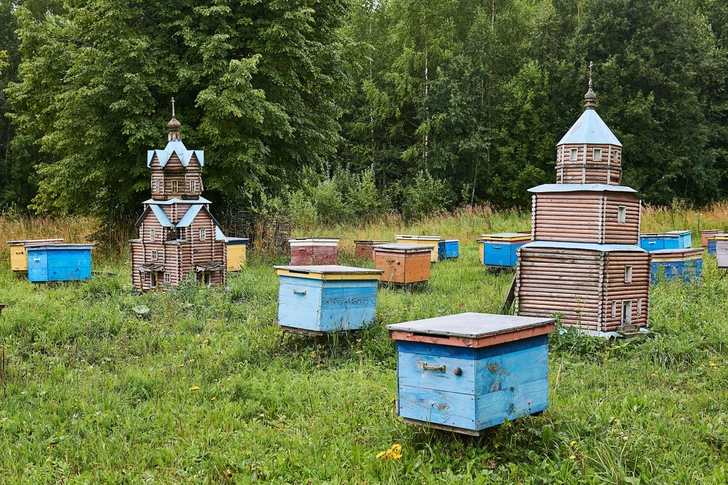 Услада души: как пчелы делают мед и по каким признакам нужно выбирать его на прилавке