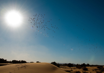 Где пьют птицы, летящие через Сахару?