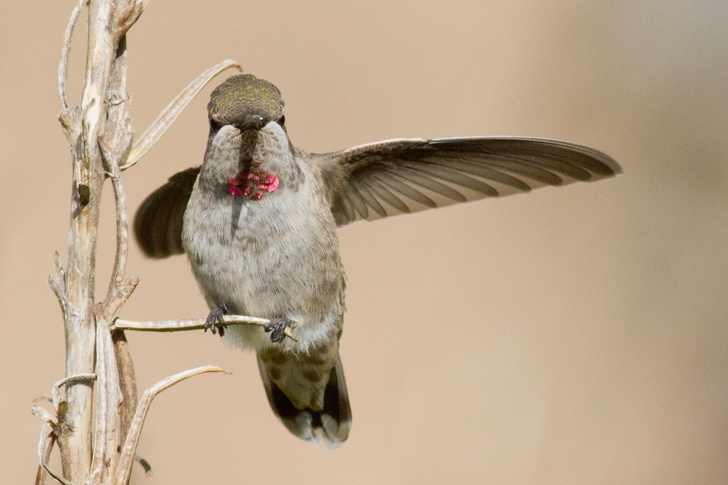 Птицы малого калибра: как колибри нарушают законы природы