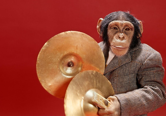 Джазмены из джунглей: как шимпанзе в Уганде создают собственные музыкальные стили