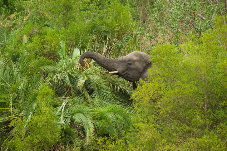 Дают свободу маленьким: как лесные слоны каждый день помогают планете