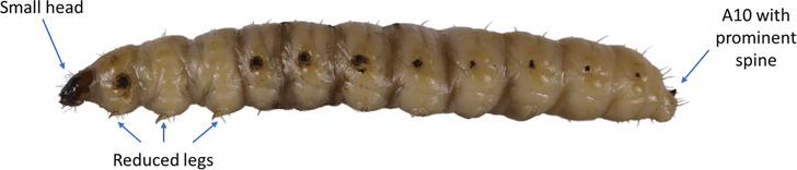 Личинка мотылька вида Comadia redtenbacheri, используемая для оформления бутылок с мескалем, и ее основные признаки
