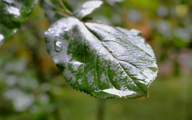 Чем пахнет дождь и другие вопросы о капризах погоды: рассказывают синоптики