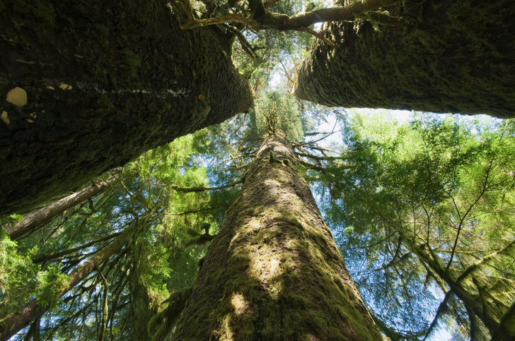 Ветвистые гиганты: 10 самых высоких деревьев в мире