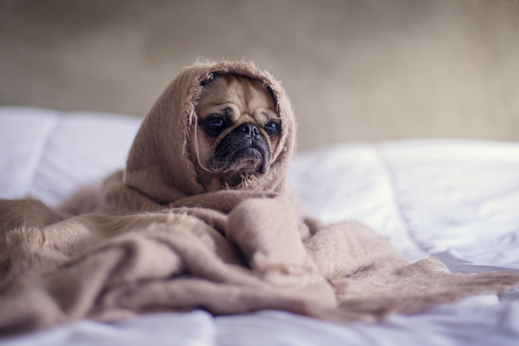 Позволять ли собаке спать в вашей постели? Все «за» и «против» плюс мнение эксперта