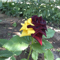 Аватарка Nadinka