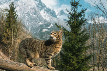 Кошка покорила вершину горы ради воссоединения с семьей