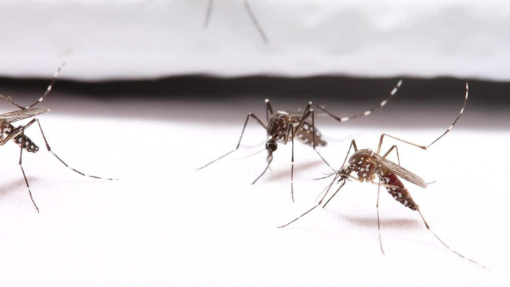 Создана одежда, которая на 100% защищает от укусов комаров