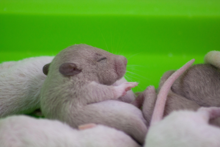 Млекопитающим снятся сны еще в утробе матери