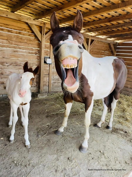 Самые смешные фотографии домашних питомцев — финалисты Comedy Pet Photo Awards — 2022