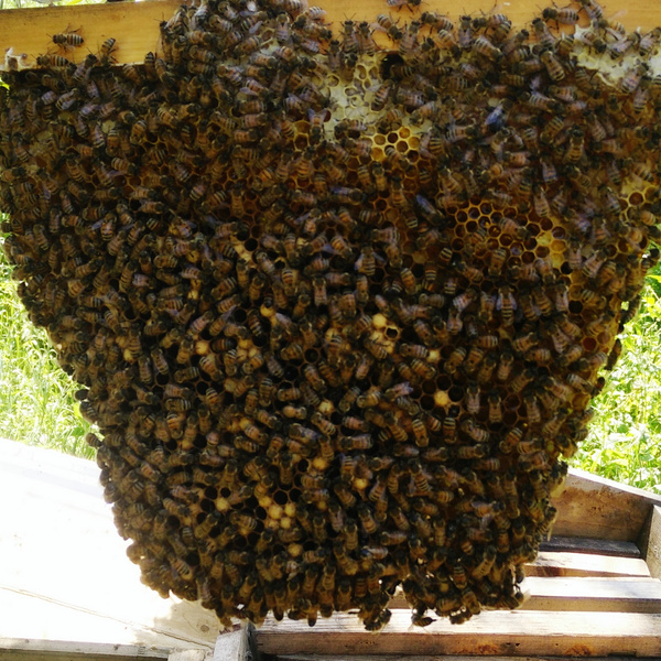 как избавиться от пчелиного гнезда