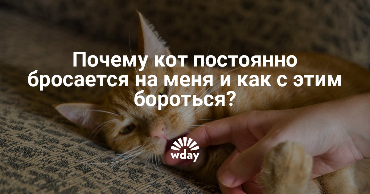Почему кот часто чихает причины