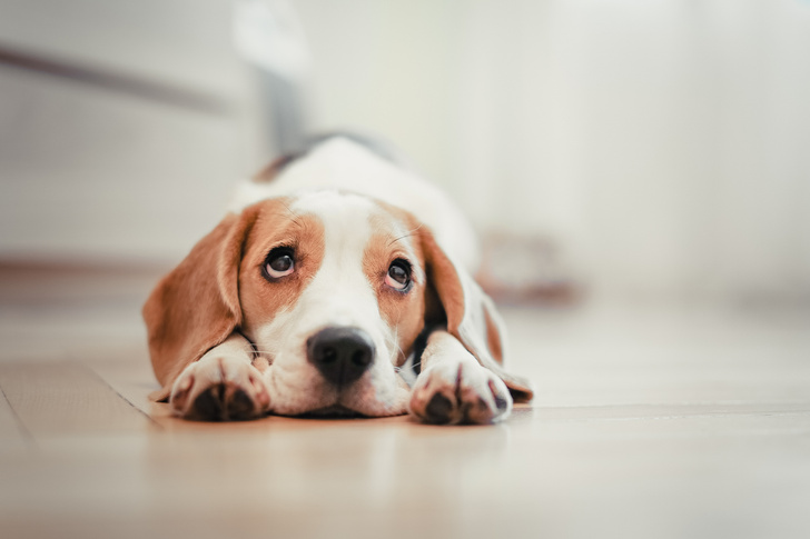 12 вещей, которые огорчают вашу собаку
