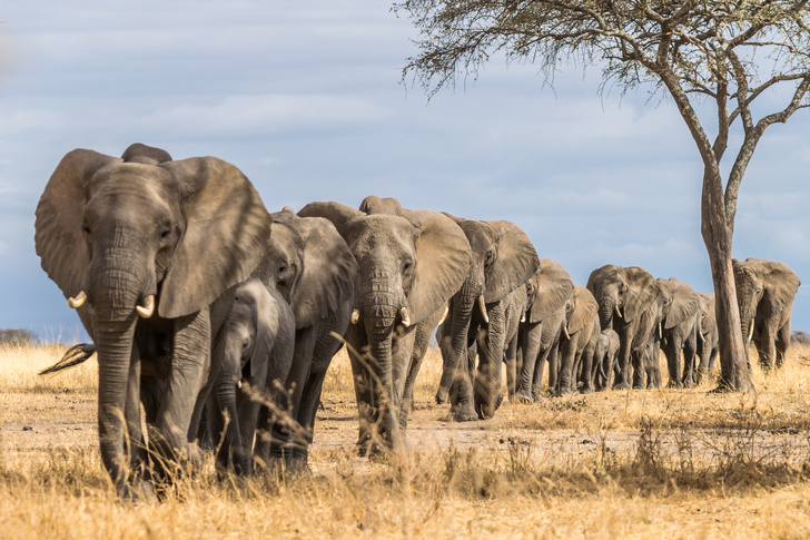 Когда лицом и едят, и работают: найдена разгадка особой мимики слонов