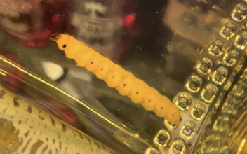 Личинка не разложилась — можно пить: ученые выяснили, каких червей добавляют в мексиканский мескаль