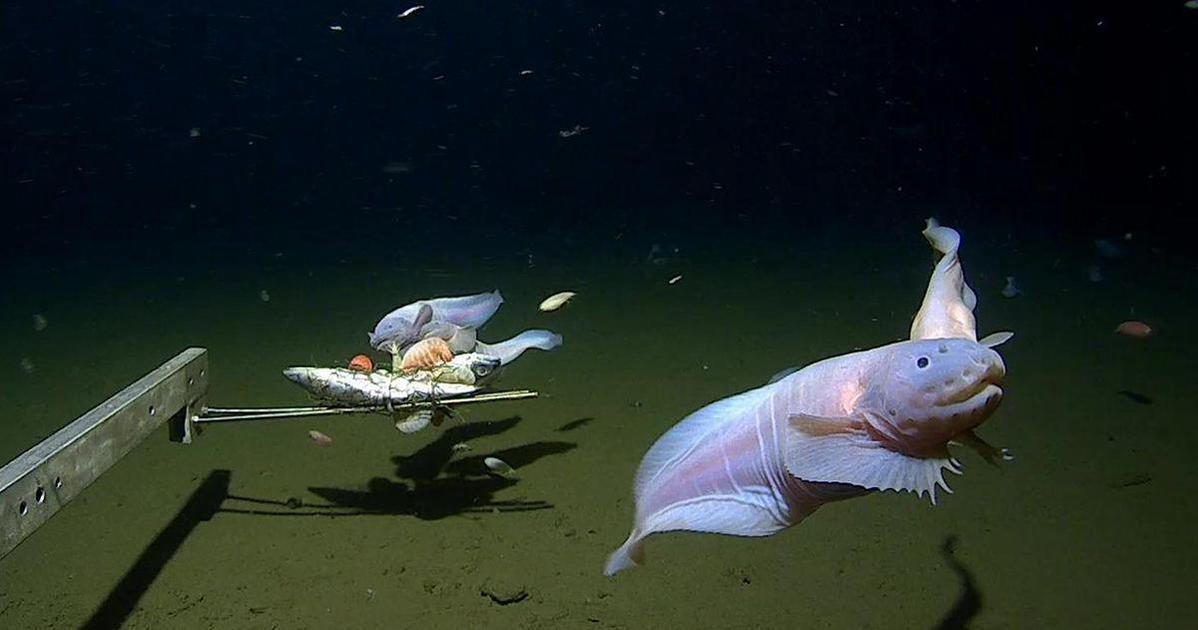 Deepest ever fish caught captured in trench near Japan, scientists say