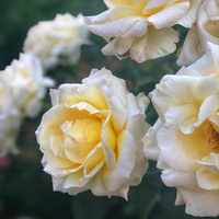 Аватарка Тата