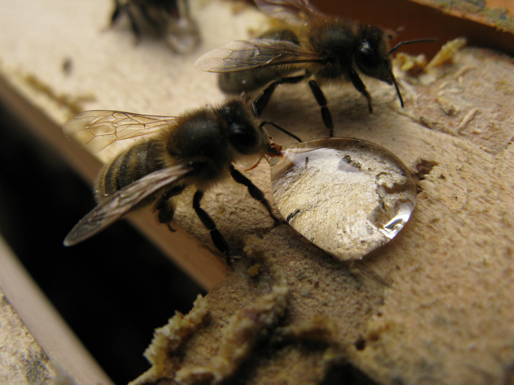 как правильно приготовить сахарный сироп для пчел