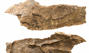 Откуда на Урале бронзового века взялся индийский хлопок? История одной археологической находки