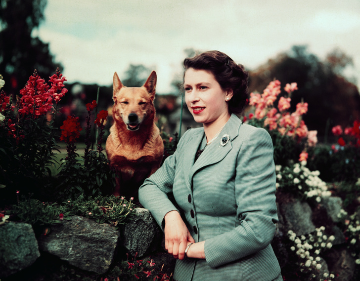 Елизавета и ее корги Сьюзен в замке Балморал, 1952 год