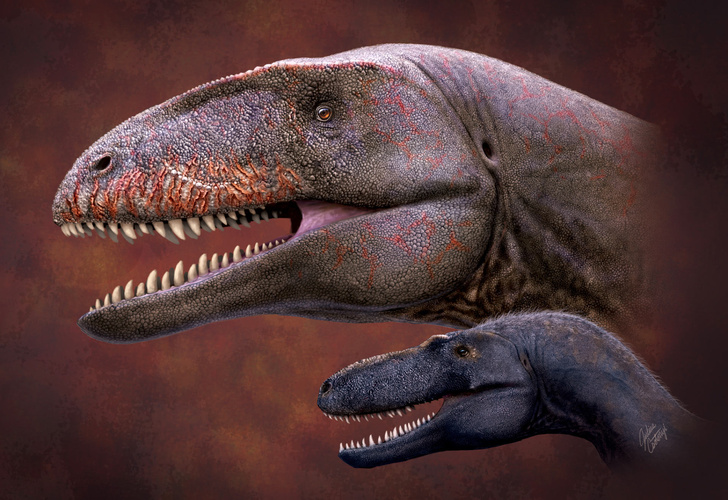 Найден «конкурент» тираннозавров
