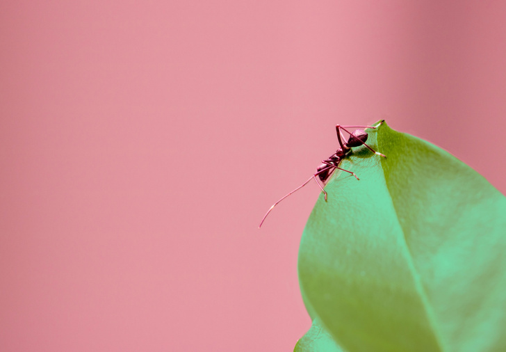 Как избавиться от муравьев на даче: 10 способов