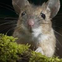 Аватарка Мышка