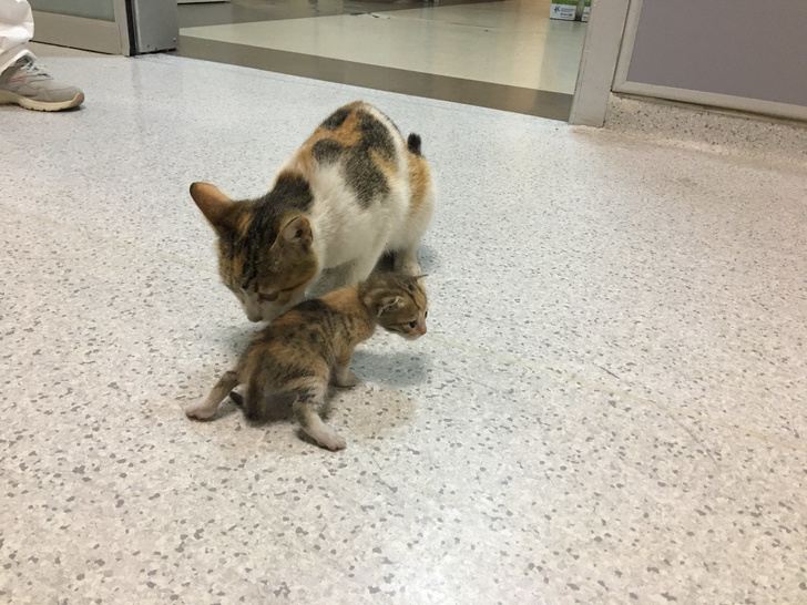Мать-героиня: бродячая кошка принесла больных котят ветеринарам — видео