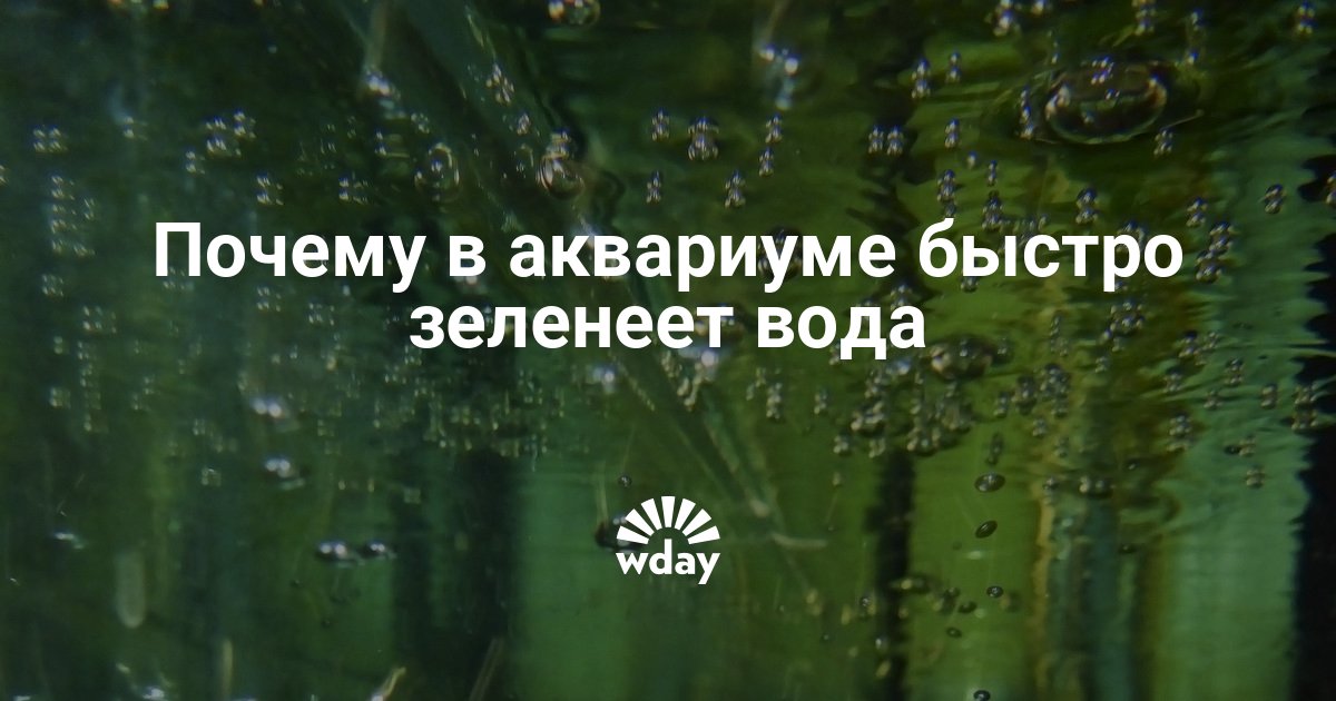 Зеленеет вода в бассейне как бороться. Почему вода зеленеет. Почему вода в аквариуме быстро зеленеет. Почему зеленеет вода в аквариуме очень быстро. Почему Святая вода позеленела.