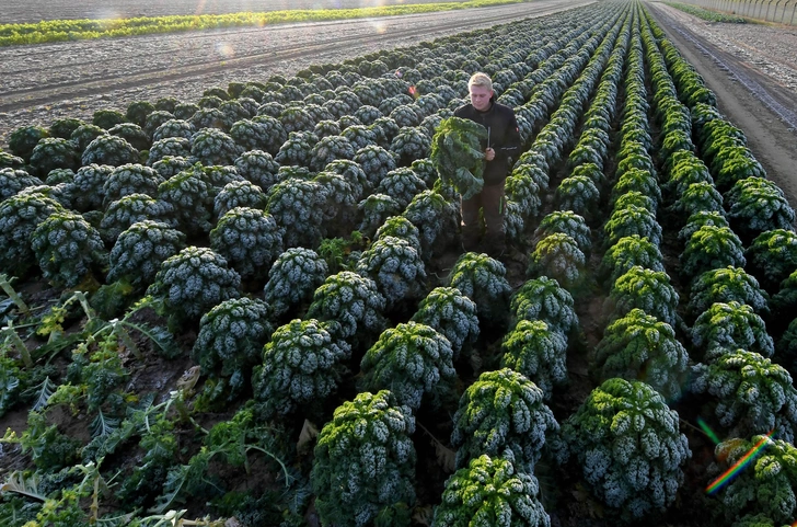 Бодрящий овощ: как капуста заслужила звание национального русского продукта