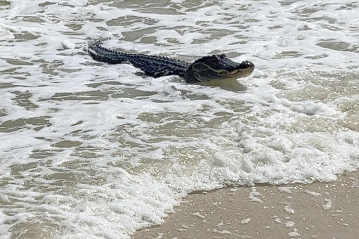 Крокодил-дил-дил плывет: посмотрите на аллигатора, который открыл пляжный сезон