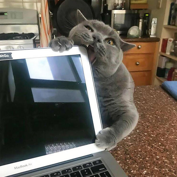Коты, помогающие хозяевам работать на компьютере (много фото)