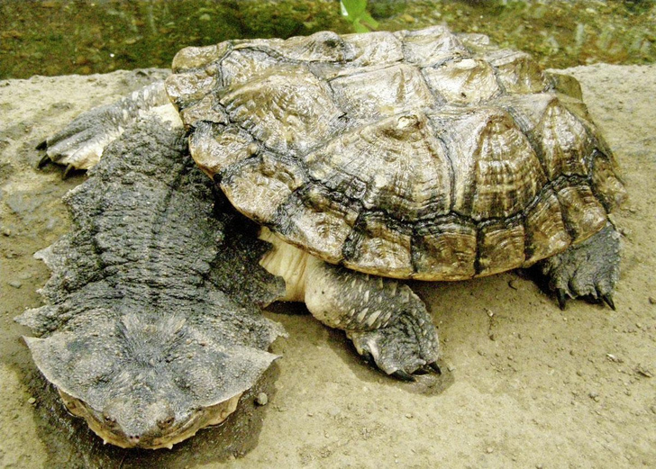 Хобот и лохмотья: как выглядит матамата — самая жуткая черепаха