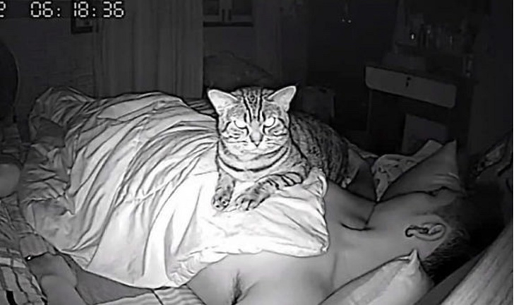 Что делают с нами кошки, когда мы спим