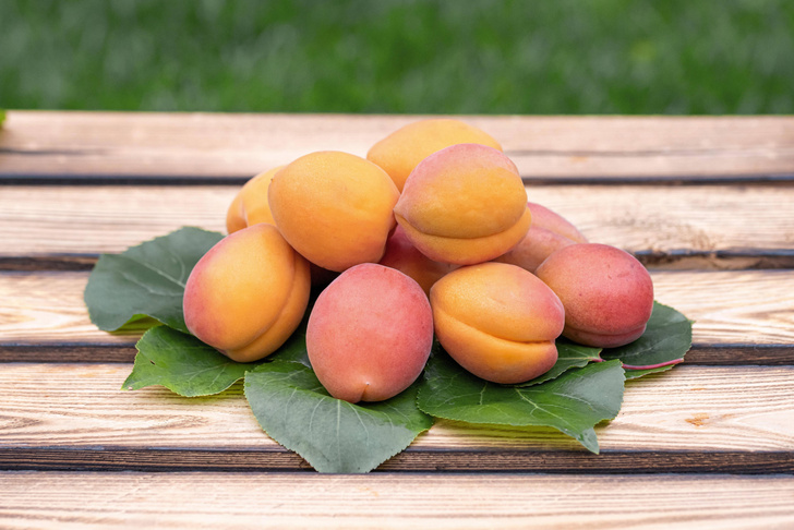 Как вырастить абрикос из косточки: в закрытом и открытом грунте