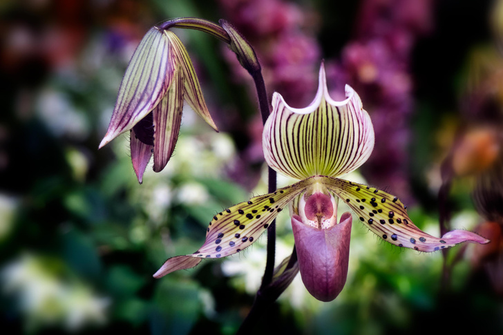 Букет на миллион: как выглядят 10 самых редких цветов в мире
