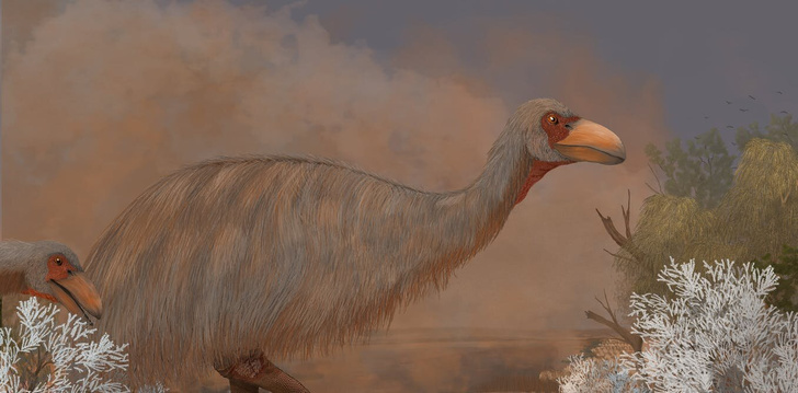 Ученые поставили диагноз гигантским доисторическим птицам