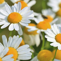 Аватарка Mila