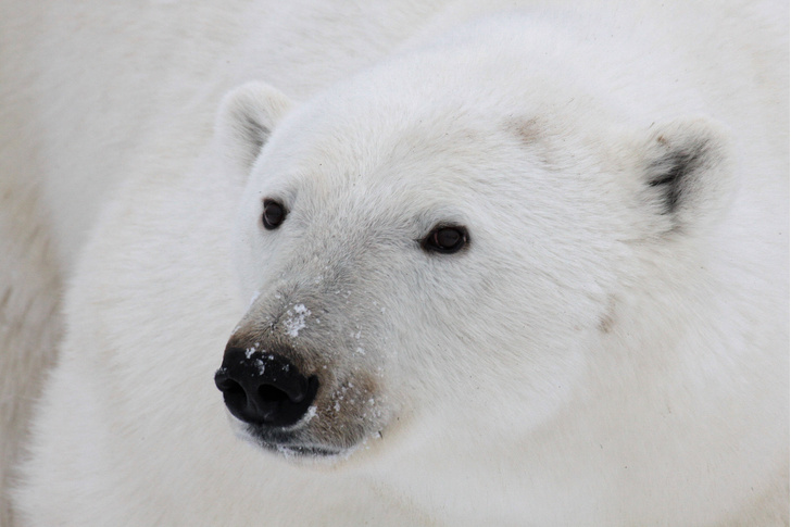 Фото №1 - Хозяин Арктики: 10 самых неожиданных фактов о белом медведе