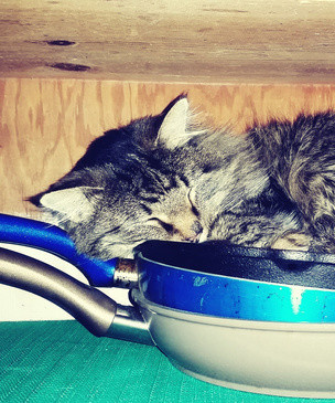 Почему коты постоянно меняют любимое место для сна?