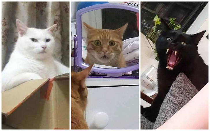 30 фото котиков, которые выглядят слишком угрожающе
