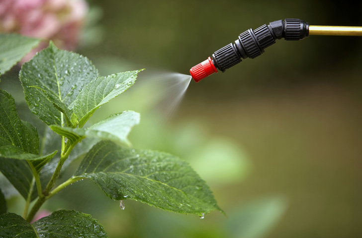 Как применять инсектициды в саду